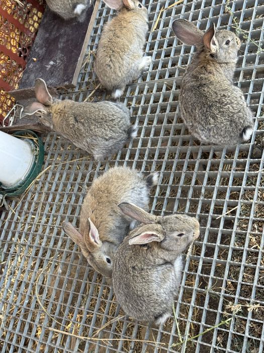 Vand iepurasi urias german