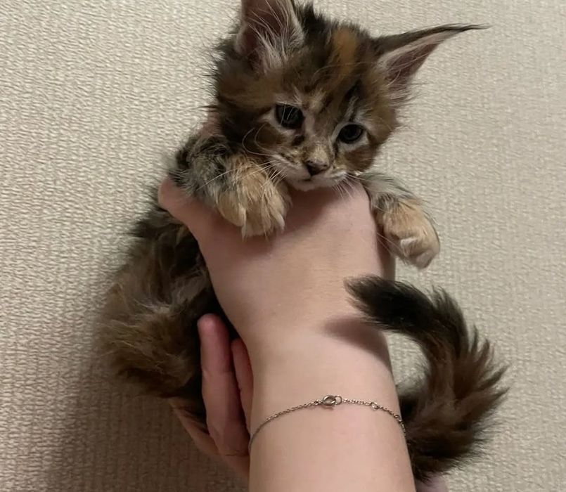 Продам котят мейнкуна