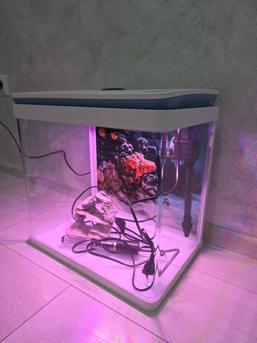 Acvariu pești cu neon