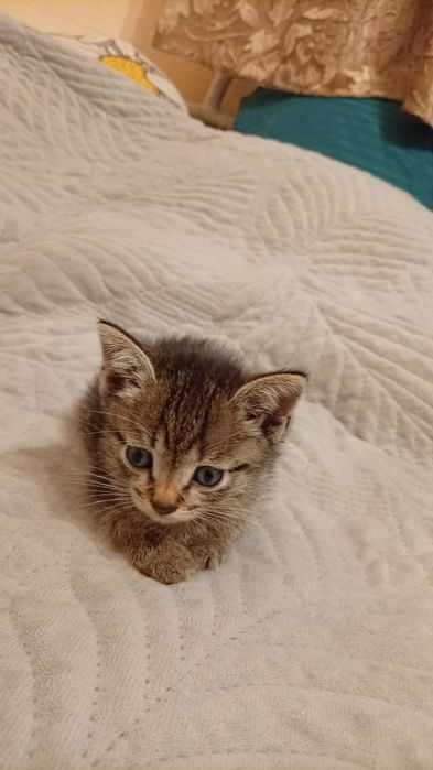 Отдам котят в добрые руки