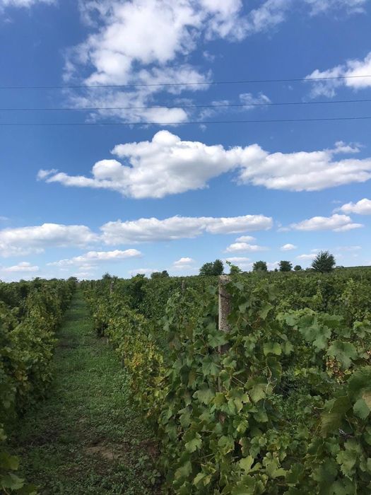 Struguri de vin cu soiuri deosebite din Podgoria Huși