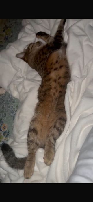 Отдам кошечку в добрые руки