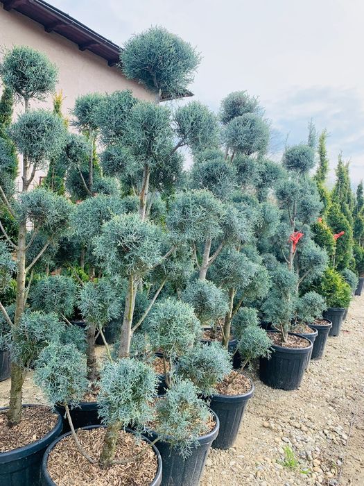 Rulouri de Gazon. Sisteme de Irigatie