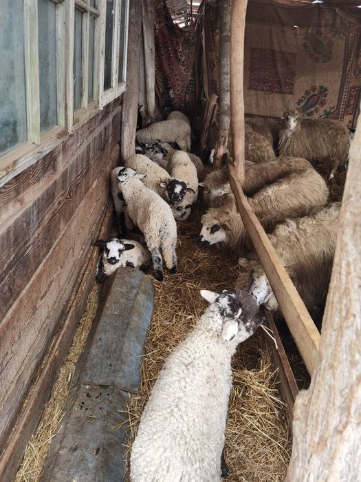 Oi, miei și carlani