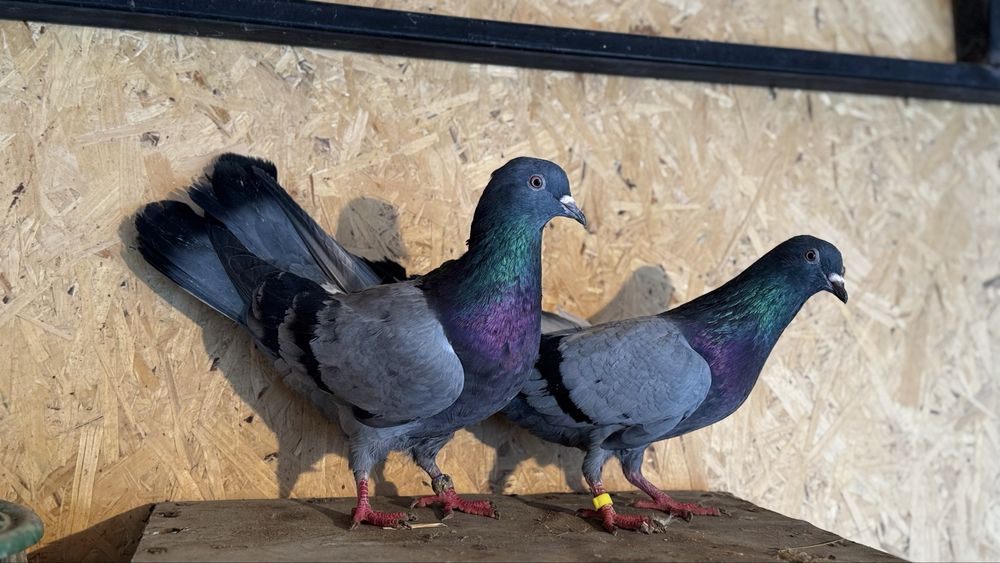 Голуби. Сизая голубка бакинская ширакохвостые взрослая пара