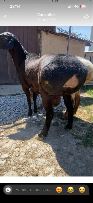 Гиссар арашан кошкарлар Оралда