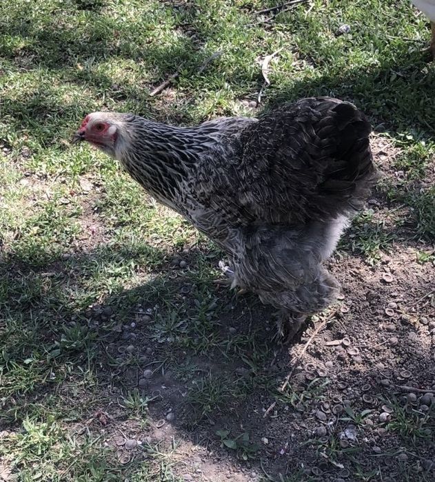 Инкубационные яйца брама