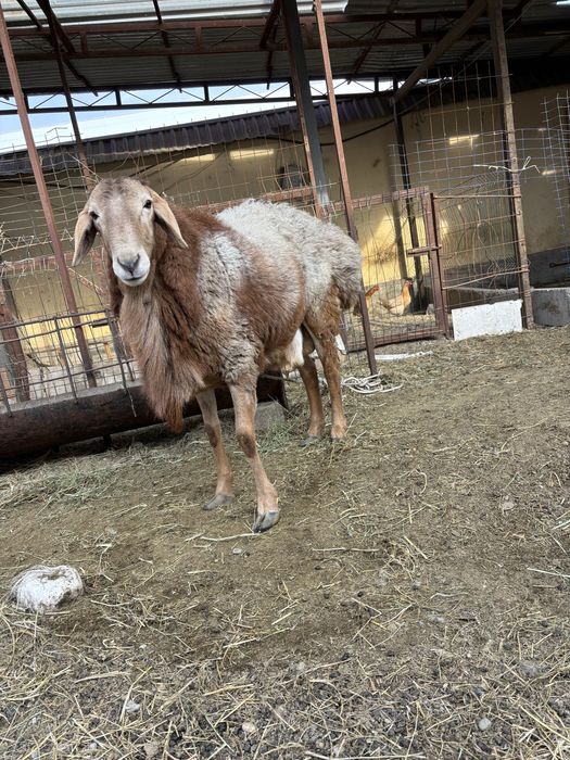 Кучкор сотилади