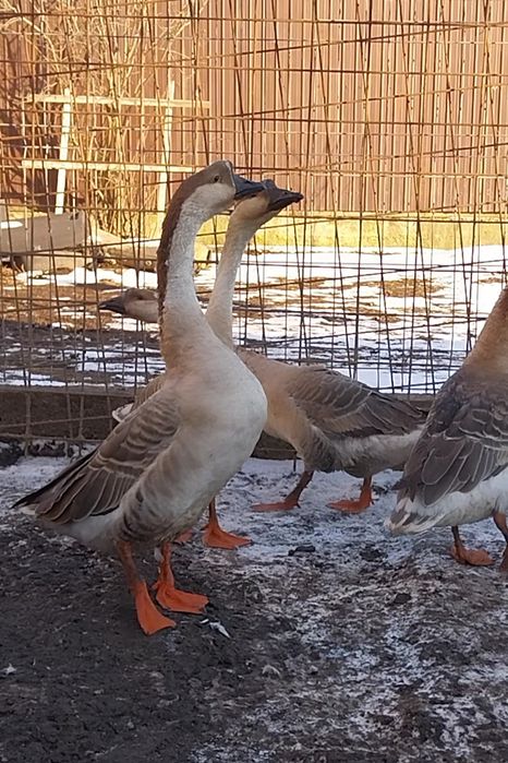 gaste chinezesti ,schimb cu oaie sau capra