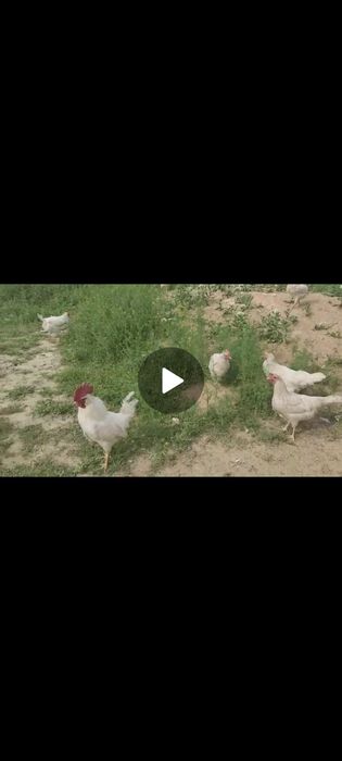 Леггорн стандарт несушка
