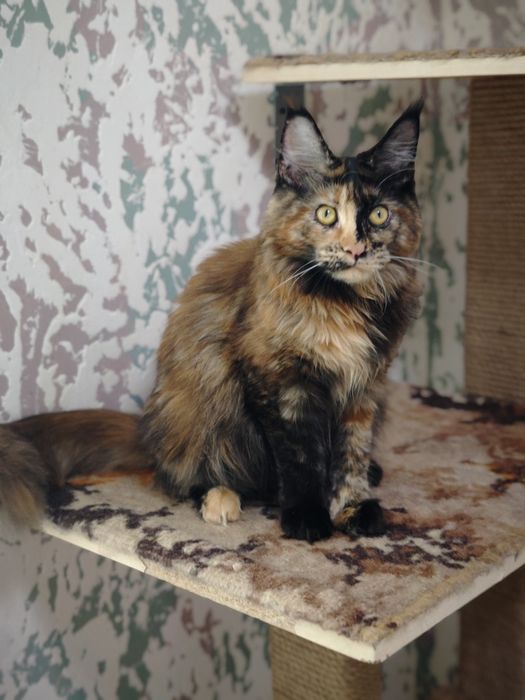 Мейн Кун девочки