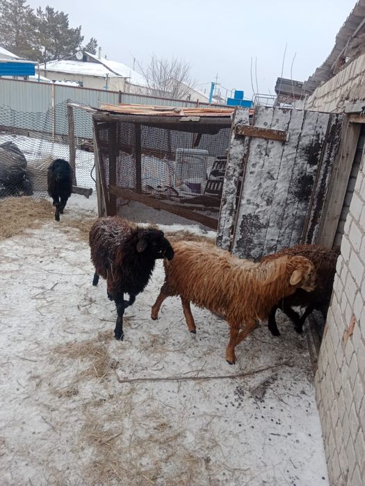 Продаются овцы и козы