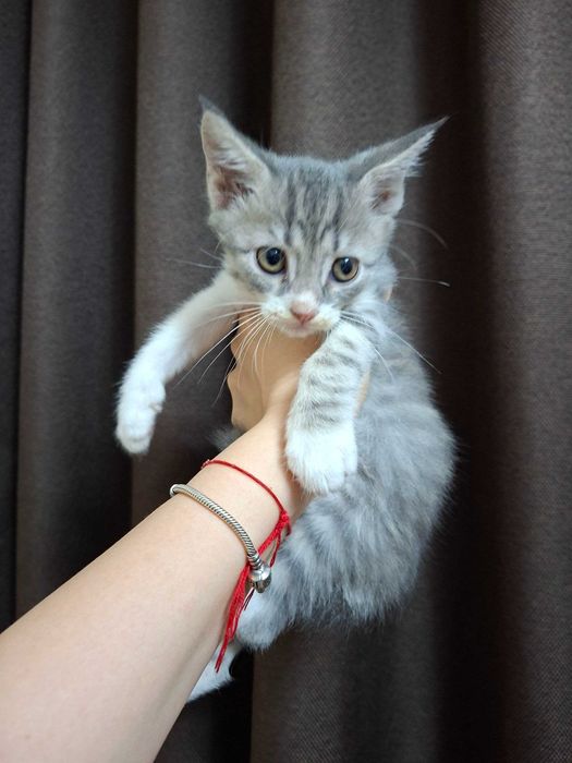 Очаровательные котята