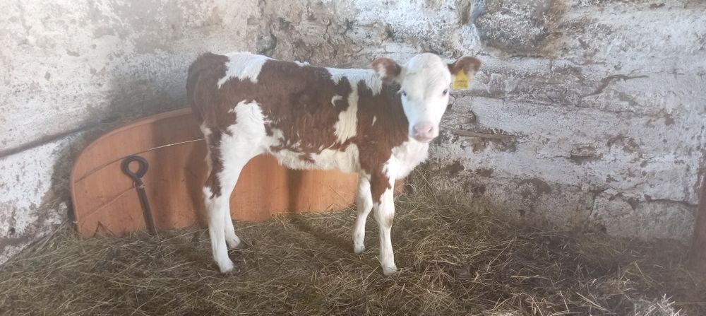 Продам продам продам