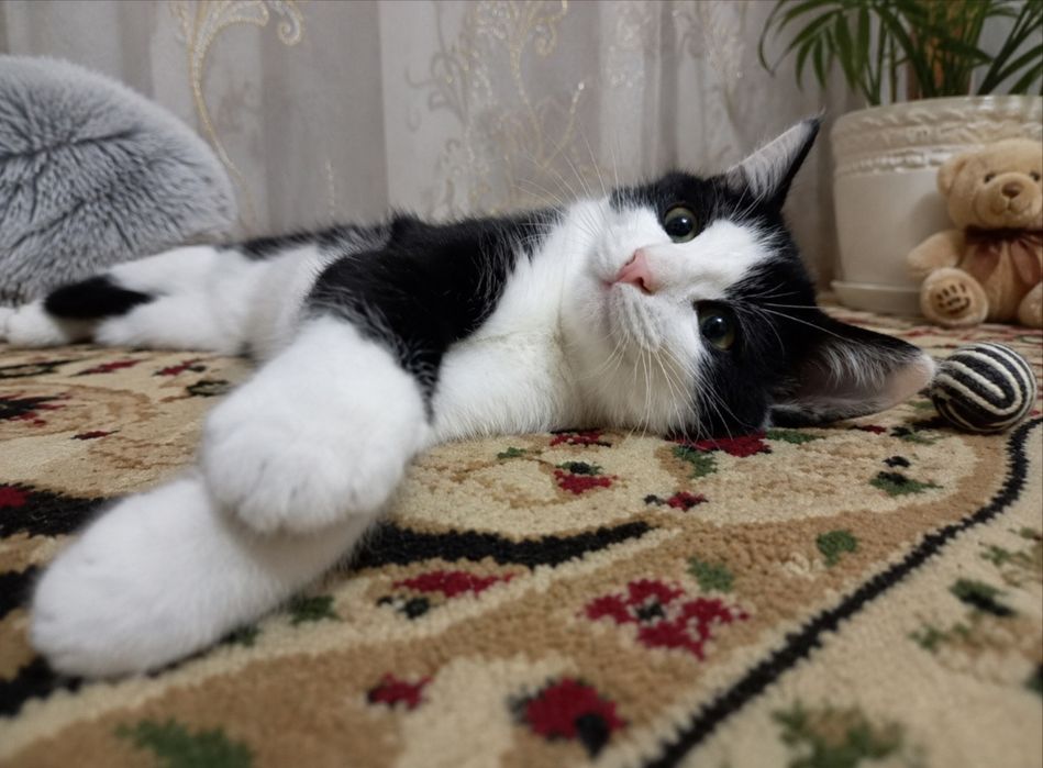 Mushu yahshi kolaga beriladi