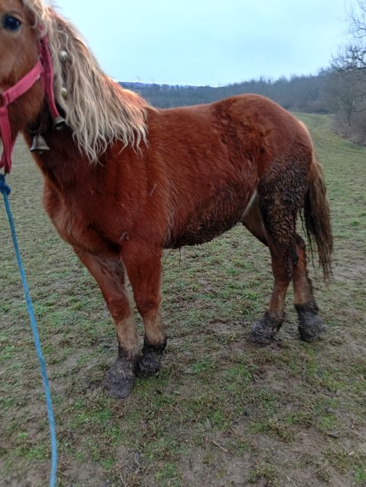 De vzare Mânzâ de onani múlté detali telefoni