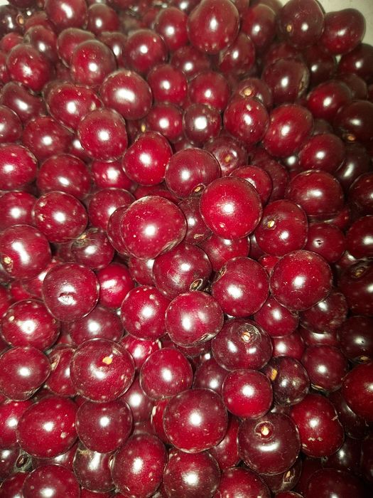 Продам вишню дачную спелую.