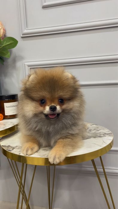 Мальчик мини шпиц