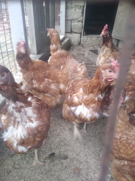 Куры (Ломанбраун)