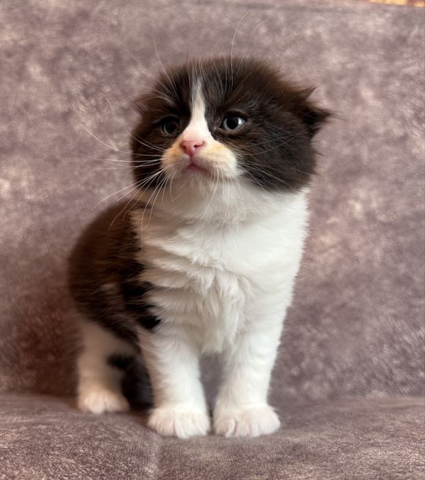 Котята Скоттиш фолд