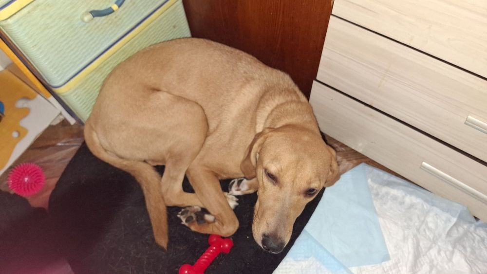 Подарявам куче добро