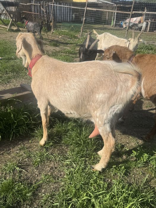 Capre de rasa  de vanzare