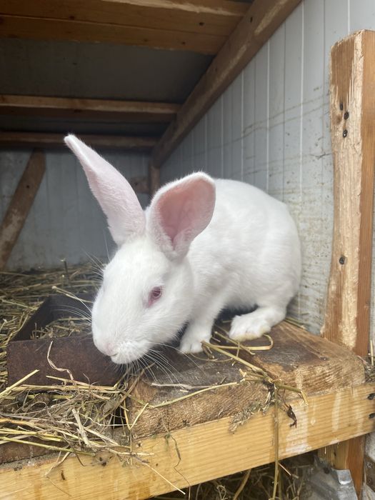 Mascul Hycole Francez