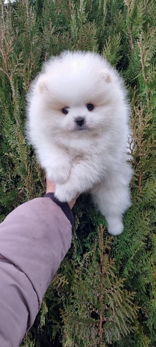 Мъжко мини померанче