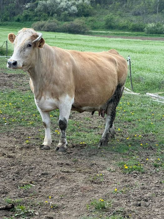 Vaca de vanzare juninca