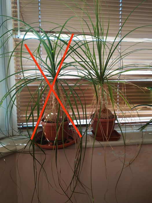 Продавам Нолина (слонски крак)