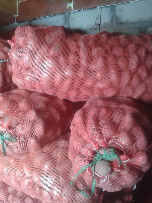 Картофель семенной Красный