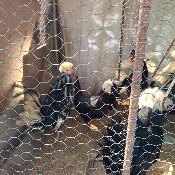 Vând cocosi moțati olandezi