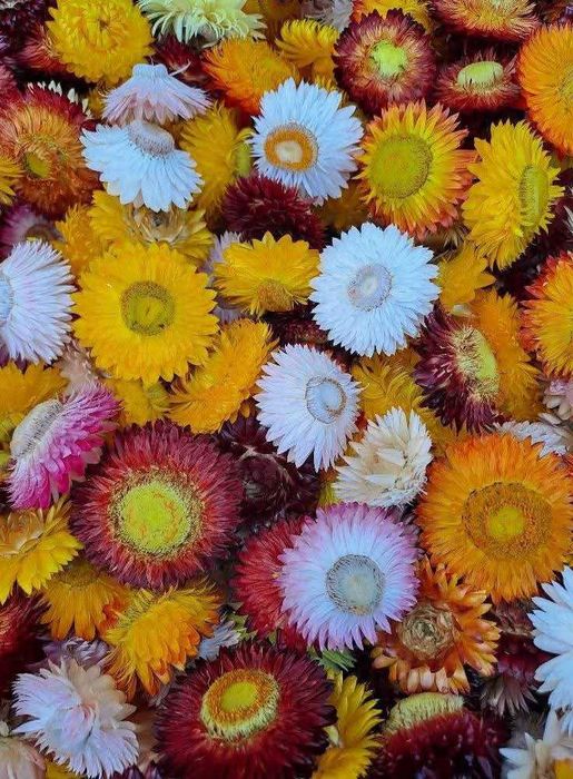 Capete Flori de paie. Oferta Martisor!