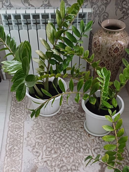 Разные Комнатные цветы