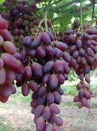 Uzum ko'chatlarining barcha navlari sotiladi narxi 3000 so'mdan 12000