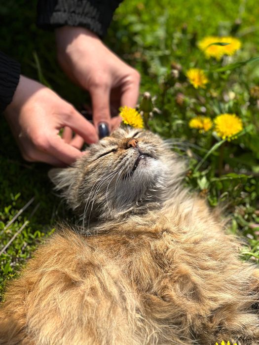 Сочный мощный кошка с характером