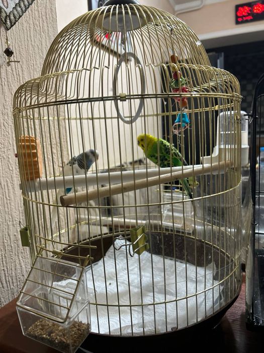 Попугаи красивые попугаи