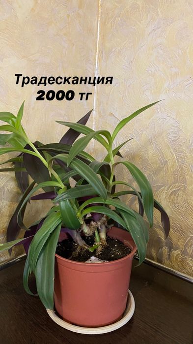 Продам комнатные цветы