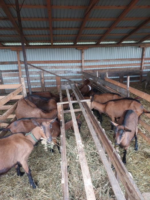 Vând capre alpine franceze gestante