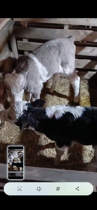 Телята . Ургашы бузаулар сатылады.