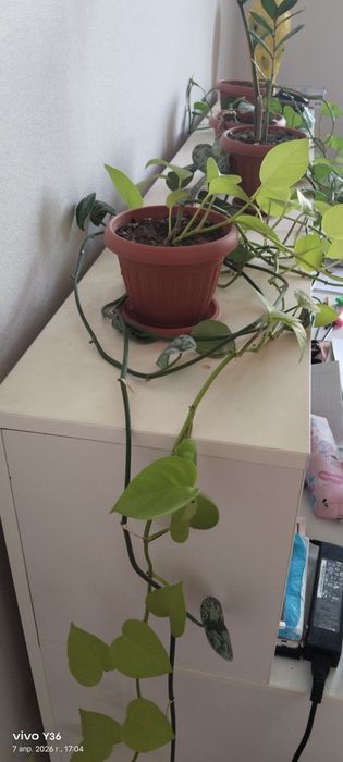 Комнатные  цветы