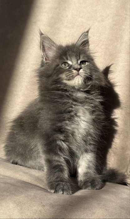 Продаются Котята Мейн-кун  от 150000тг