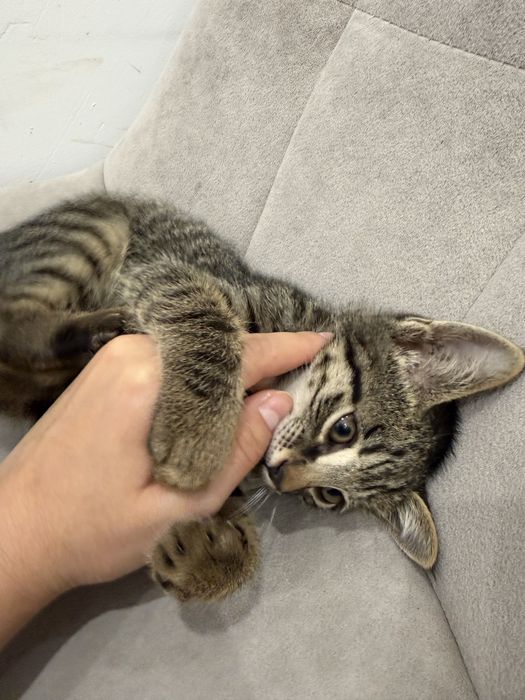 Котенок в добрые руки