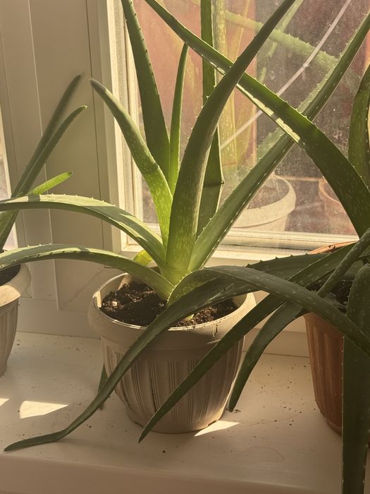 Алоэ трехлетняя по 5 тыс