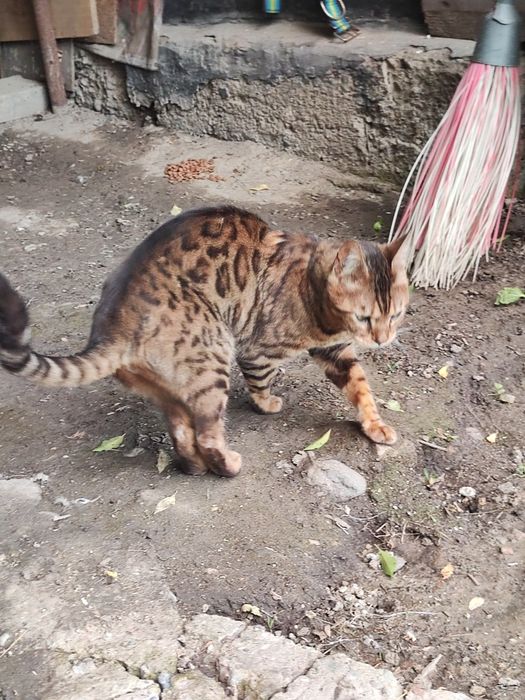 Кошка Бенгальский