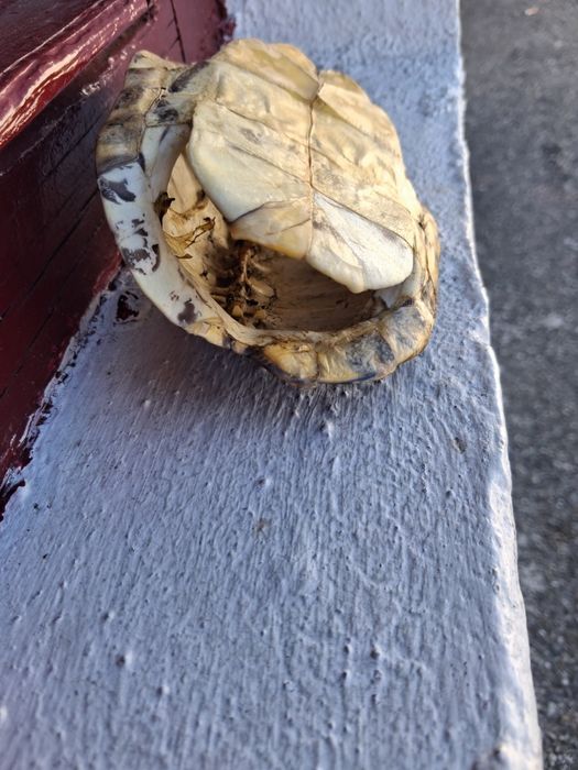Testoasa broasca carapace