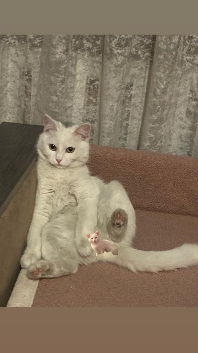 Отдам домашнюю кошку