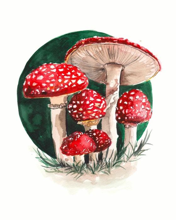 Продам Лисички маринованные, сухие