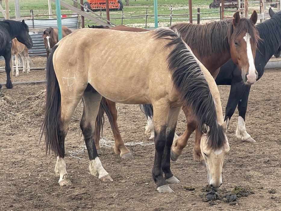 Продам кунан , донен , жеребец ,производитель