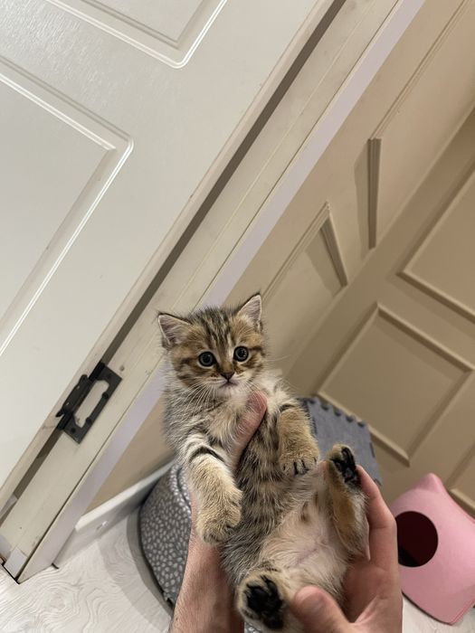 Котята чистокровные. Toza zotli mushukchalar sotiladi.